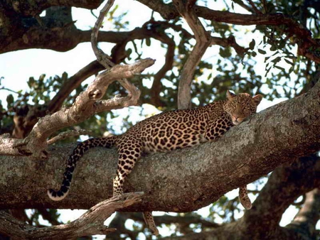 Leopard on Tree - beautiful, leopard, on tree, picture