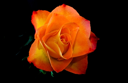 Delicate rose - beauty, single rose, soft, delicate, water drops, magic, tenderness, tender, rose, wonderful, softness, yellow, petals, beautiful, orange, flower