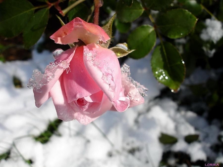 the last rose - nature, snow, pink, flowers, rose