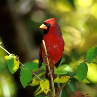 Red Bird