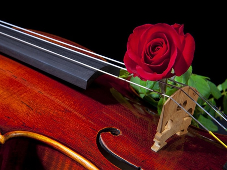 Music for the soul - pretty, red, beautiful, music, violin, rose, soul