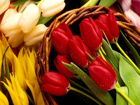 Tulips in basket - nice, tulips, basket, lovely, yellow, pretty, red, beautiful, flowers