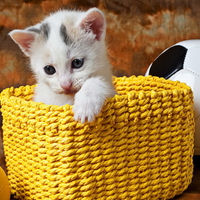 Kitty in yellow basket