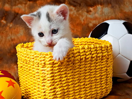 Kitty in yellow basket - fluffy, yellow, cat, kitty, ball, football, basket, kitten