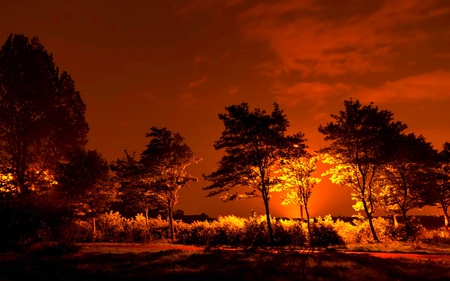 TWILIGHT LIGHT - glow, twilight, flaming, forest, light