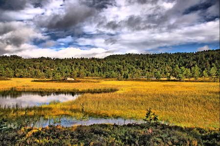 Golden Grass - grass, golden, picture, beautiful