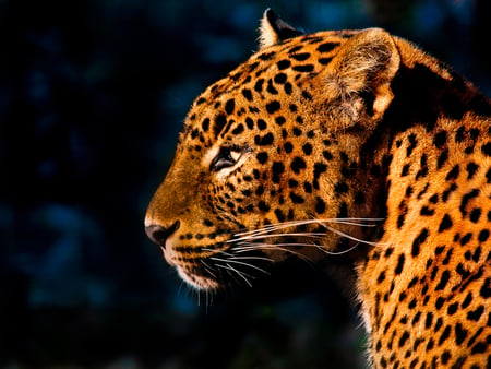 Leopard - dots, wildlife, predator, leopard, cat, pelt, feline, animal