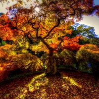 AUTUMN TREE