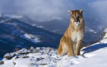 Feline - feline, animal, mountain, snow