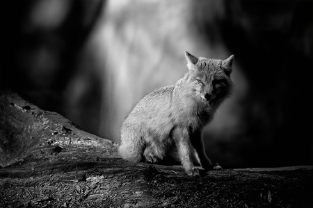 LITTLE FOX - fox, photography, cute, bw, animals