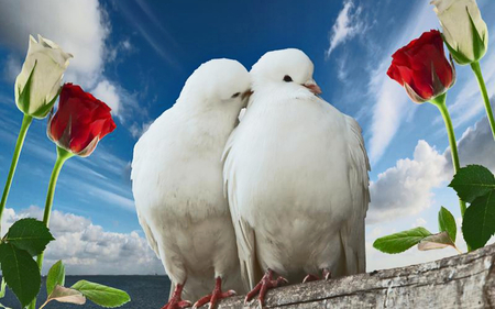 Love and Peace - flowers, birds, love, animals