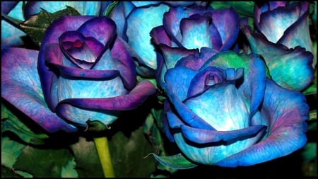 blue roses - nature, beauty, photography, blue, flowers