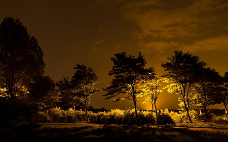 evening lights - dusk, trees, nature, photography