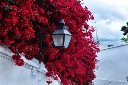 patios de Cordoba - flowers, cordoba, red, lamp, patios, houses