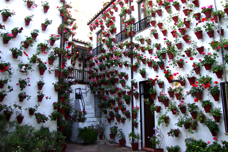 flowers - flowers, pots, cordoba, patio, houses, wall