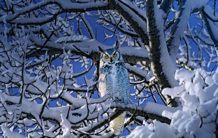 Blue Owl - owl, trees, white, winter, blue, cold, snow, sky