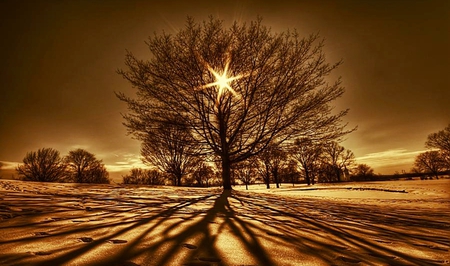 Tree Of Light