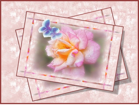 DOUBLE PINK FRAMED ROSE - rose, double, framed, pink