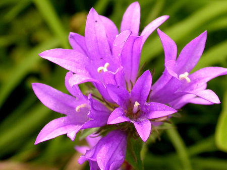 Flowers - flower, nature, lily, petal