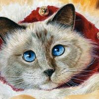 Cinco de Mayo - Cat 1