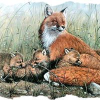 Red Fox and Kits 1