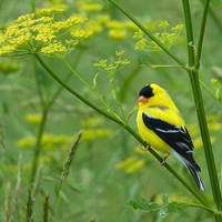 Gold Finch Chester Co, PA.