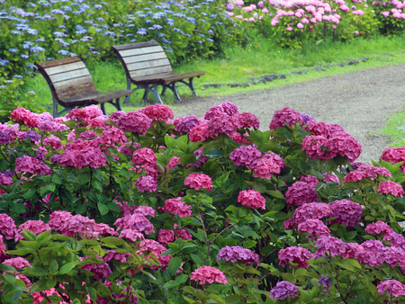 Pretty place to rest - blooms, colour, lavendar, blue, grass, flower, hydrangeas, pink, path, seat, bench, seats