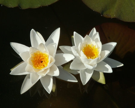 White Water Lilies - white, lotus, yellow, bloom, petals, flower