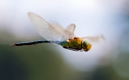 On Flight - fractalius, awesome, insects, dragon fly