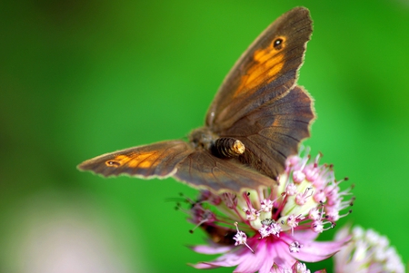 Butterfly on Flower - beautiful, on flower, butterfly, picture