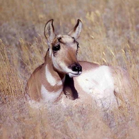 Deer in Grass