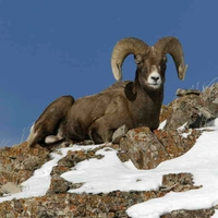 Bighorn-Sheep