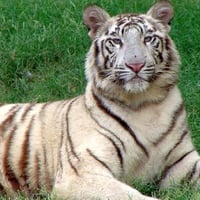 White Tiger