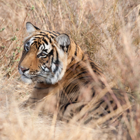 Wild Tiger