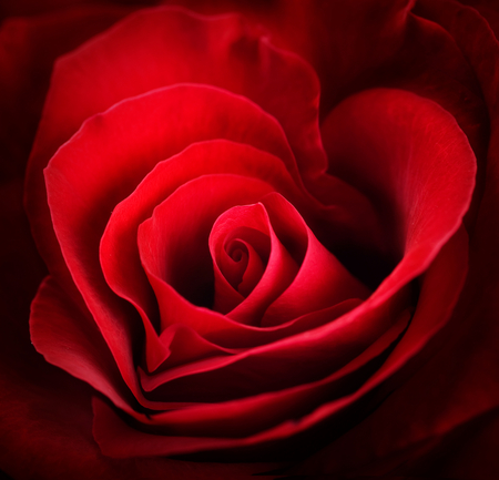 Red rose