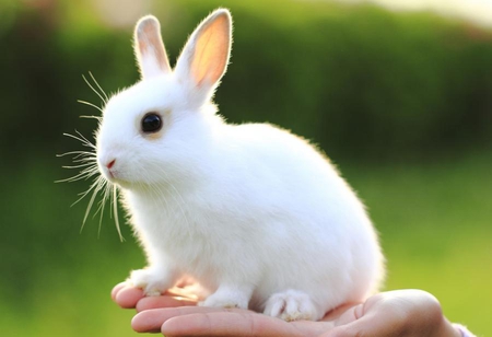 bunny - animal, nature, pet, bunny