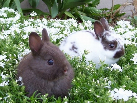 SPRING BUNNIES - cute, bunnies, grey, white