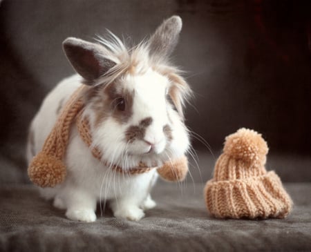 Winter fashion - rabbit, brown, cute, bunny, animals