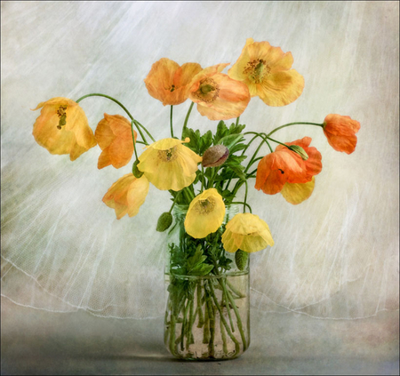 poppies - nature, flowers, still life, poppies, vase