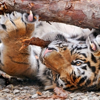 Tiger working