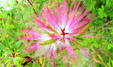 Calliandra brevipes - slender filaments, white, pink, pretty