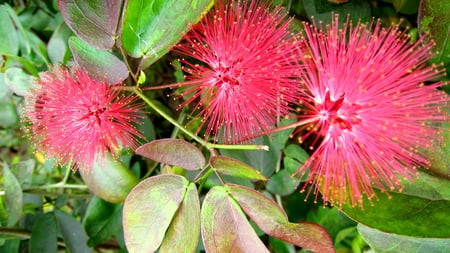 Calliandra haematocephala - deciduous shrub, pompon, puff, red