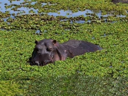 Hippo Surfacing - hippo, plants, marsh, water