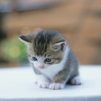 kitty