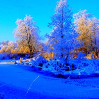 FROZEN TREES