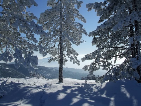 Let It Shine In - sky, trees, sun, snow