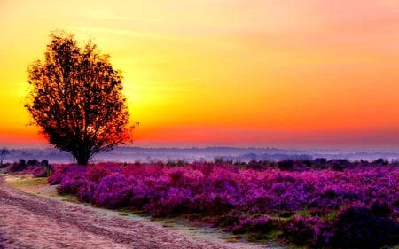 FOGGY SUNSET - nature, fog, tree, sunset, flowers, path