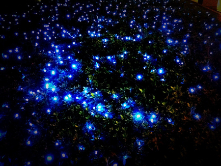 Fireflies - effect, winter, lights, photography, fireflies, abstractmblue