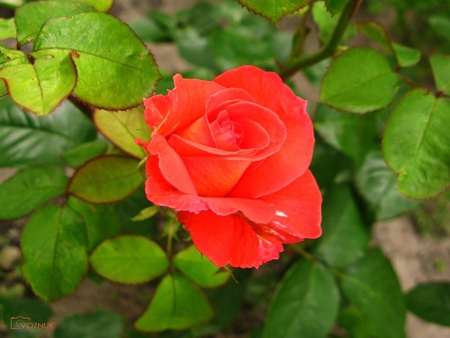 Red rose - nature, rose, flower, red