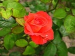 Red rose